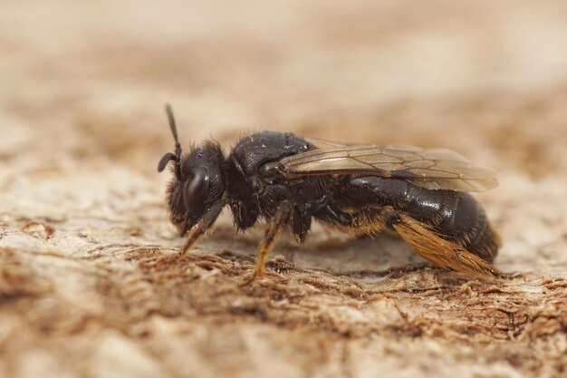 Close-up de uma abelha Shaggy preta escura, Panurgus calcaratus, sentada em madeira