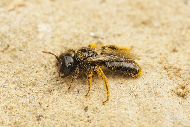 Close-up de uma abelha Shaggy preta escura, Panurgus calcaratus, sentada em pedra