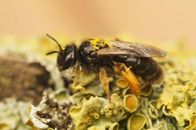 Close-up de uma abelha solitária de pele escura, Panurgus calcaratus, sentada em madeira coberta de líquenes