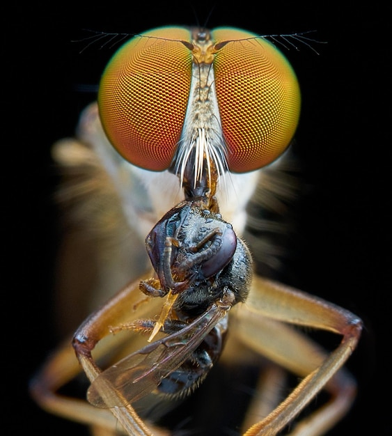 Foto close-up de uma abelha