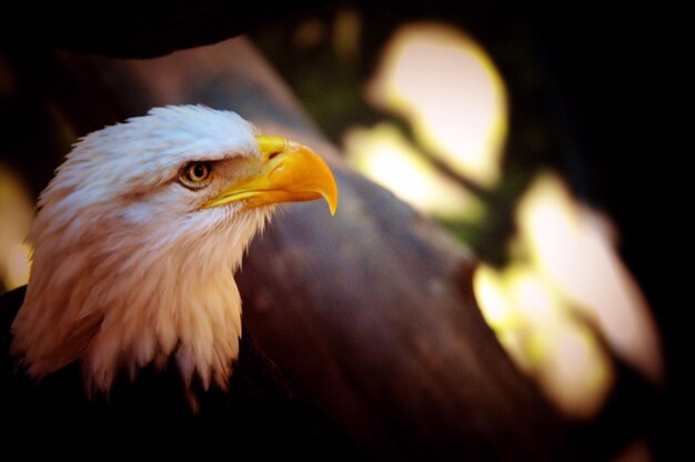 Foto close-up de uma águia careca empoleirada ao ar livre