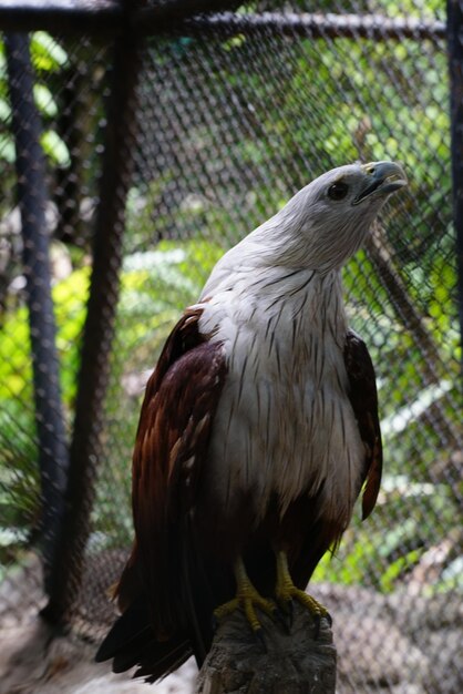 Foto close-up de uma águia em gaiola no zoológico