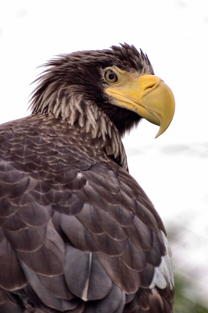 Foto close-up de uma águia