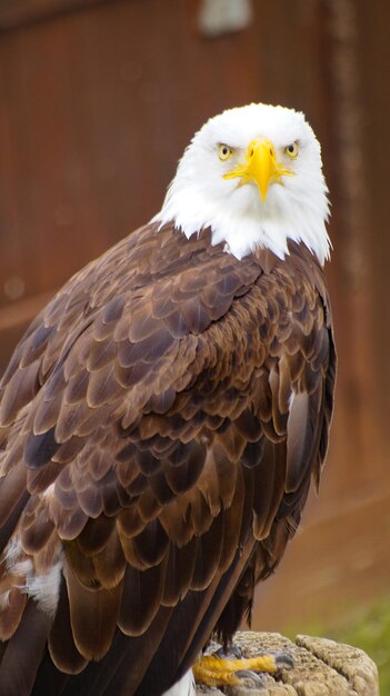 Foto close-up de uma águia