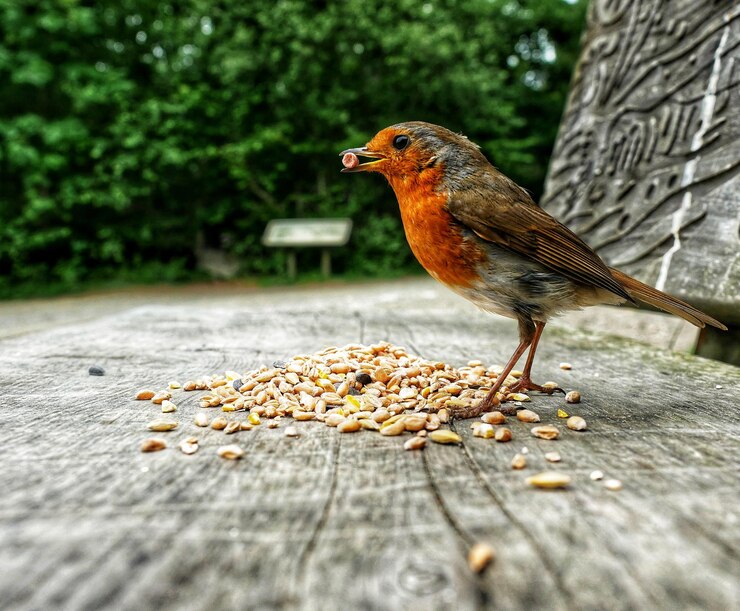 Foto close-up de uma alimentação de um robin