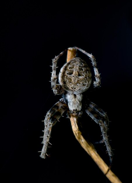 Foto close-up de uma aranha em um galho sobre um fundo preto