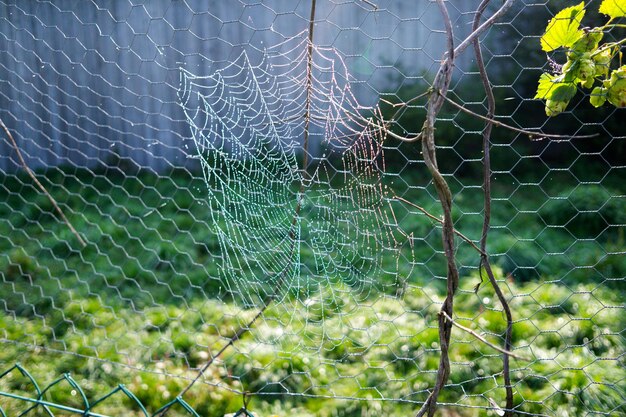 Foto close-up de uma aranha em uma cerca