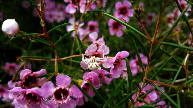 Foto close-up de uma aranha fêmea de caranguejo-dourado em plantas com flores rosas