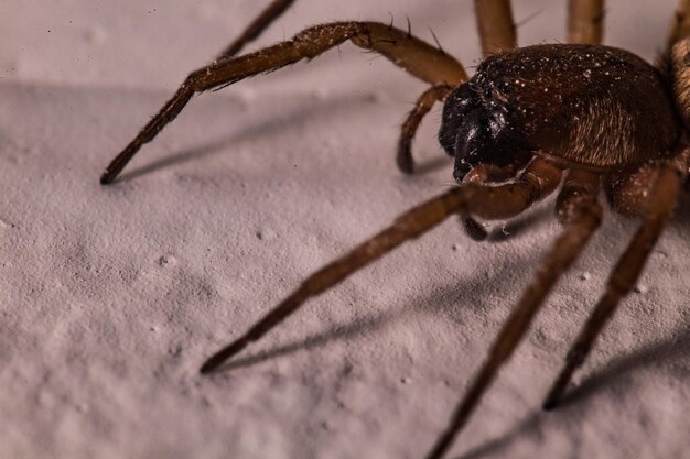 Close-up de uma aranha na mesa