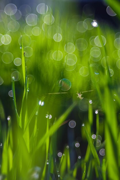 Foto close-up de uma aranha na teia contra a grama