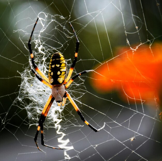 Foto close-up de uma aranha na teia