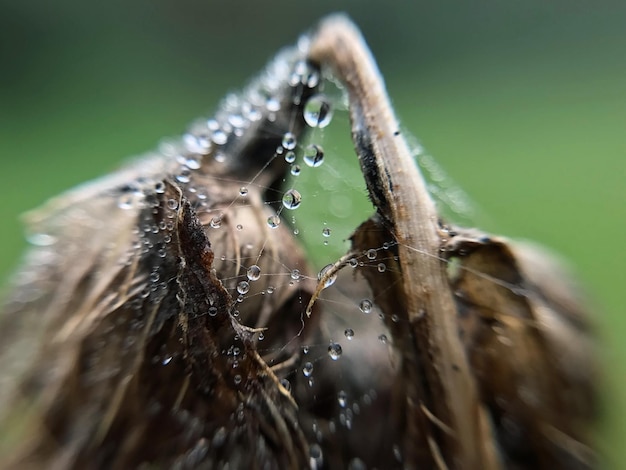 Foto close-up de uma aranha na teia