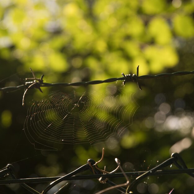 Close-up de uma aranha na teia