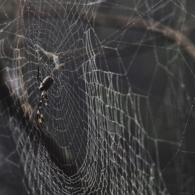 Foto close-up de uma aranha na teia