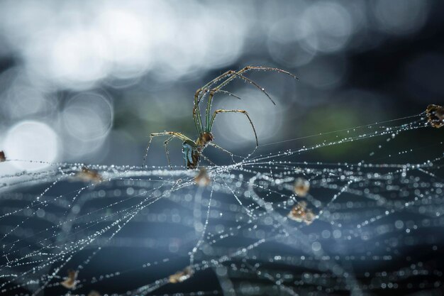 Foto close-up de uma aranha na teia