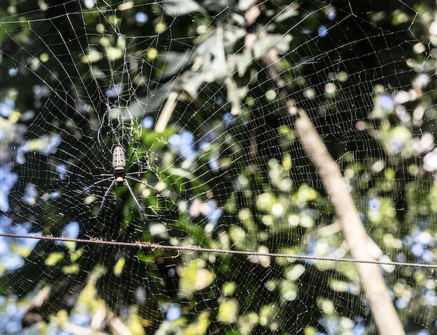 Foto close-up de uma aranha na teia