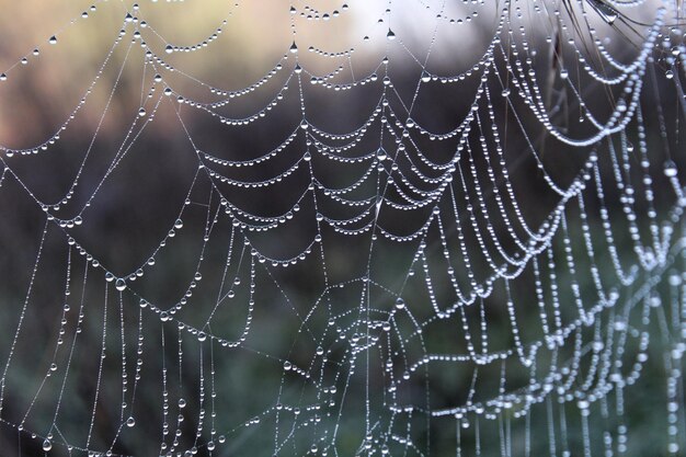 Foto close-up de uma aranha na teia