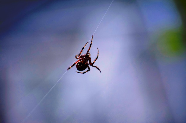 Foto close-up de uma aranha na teia