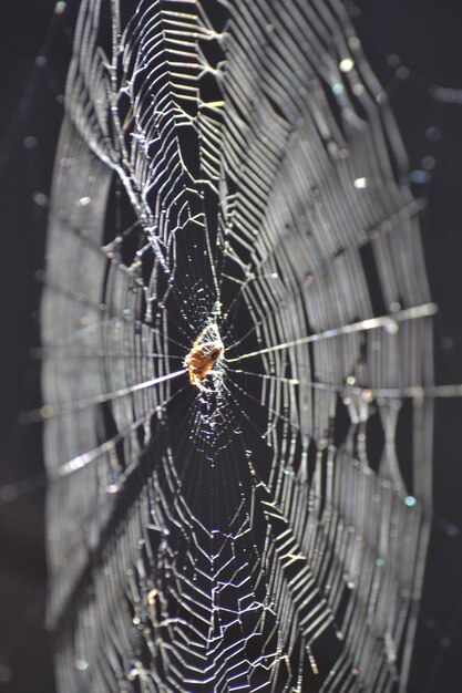 Foto close-up de uma aranha na teia