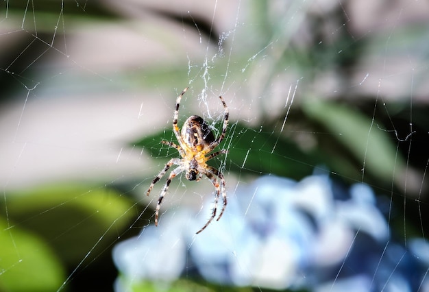 Foto close-up de uma aranha na teia