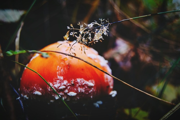 Foto close-up de uma aranha na teia