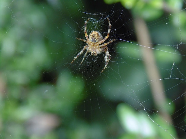 Foto close-up de uma aranha na teia