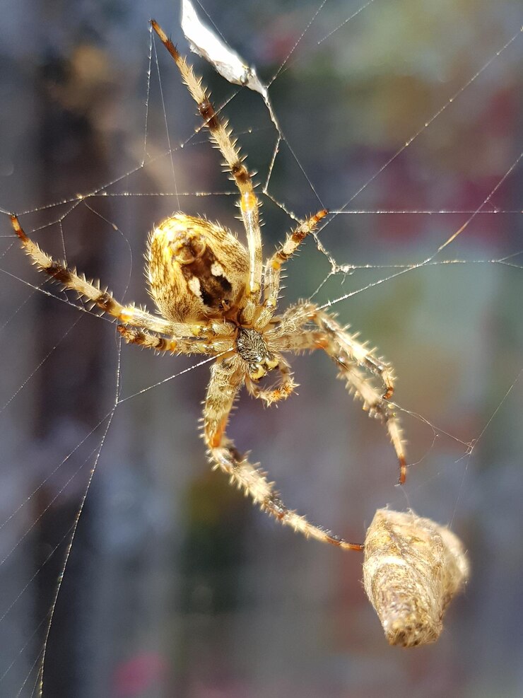 Foto close-up de uma aranha na teia