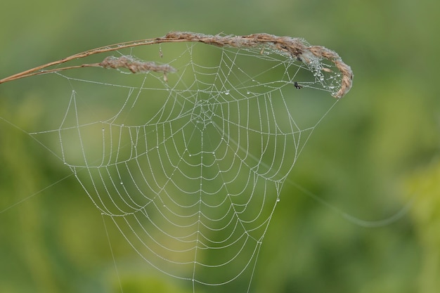 Close-up de uma aranha na teia