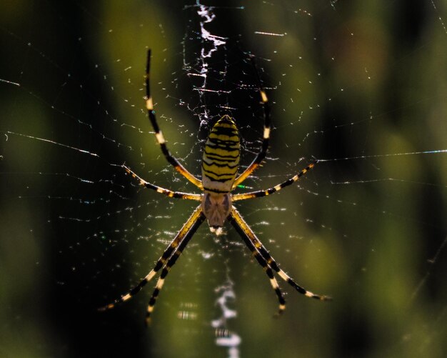 Foto close-up de uma aranha na teia