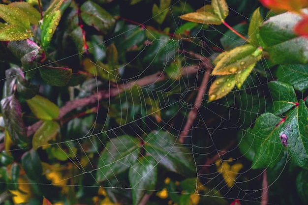 Foto close-up de uma aranha na teia