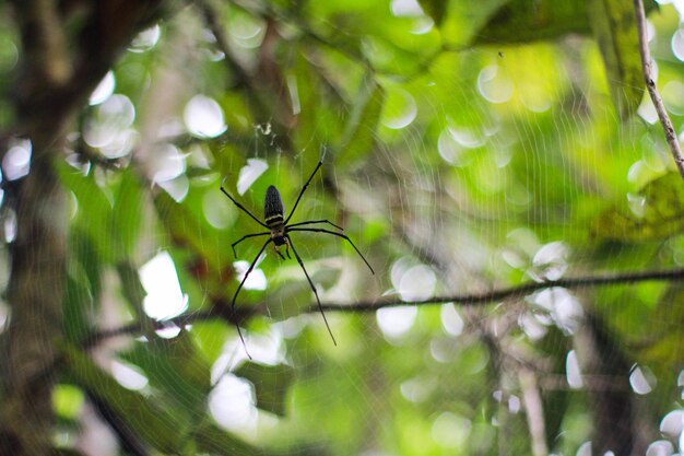 Close-up de uma aranha na teia