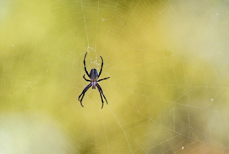 Foto close-up de uma aranha na teia