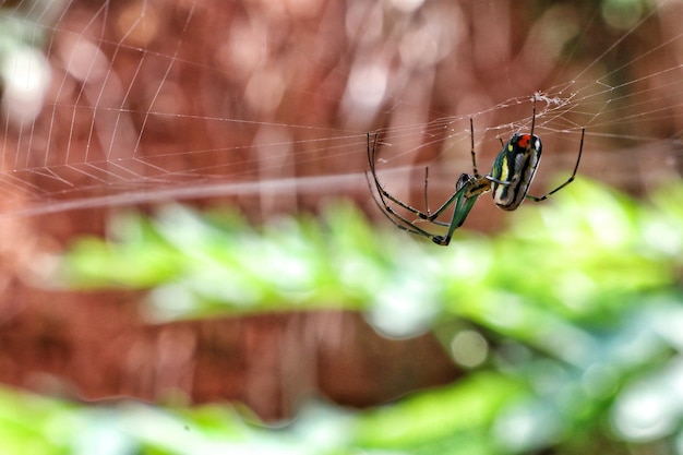 Close-up de uma aranha na teia