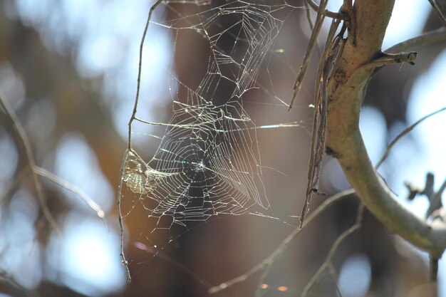 Close-up de uma aranha na teia