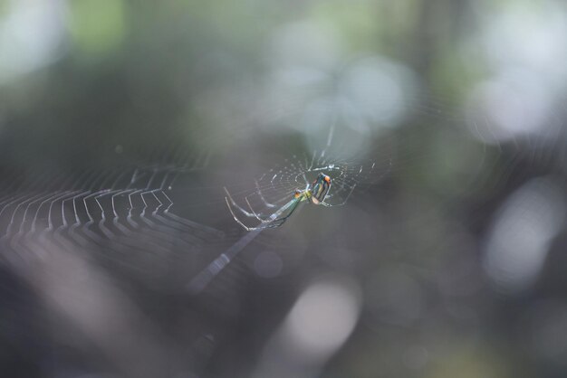 Close-up de uma aranha na teia