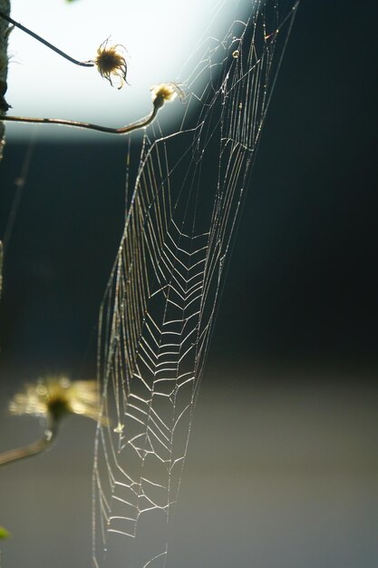 Foto close-up de uma aranha na teia