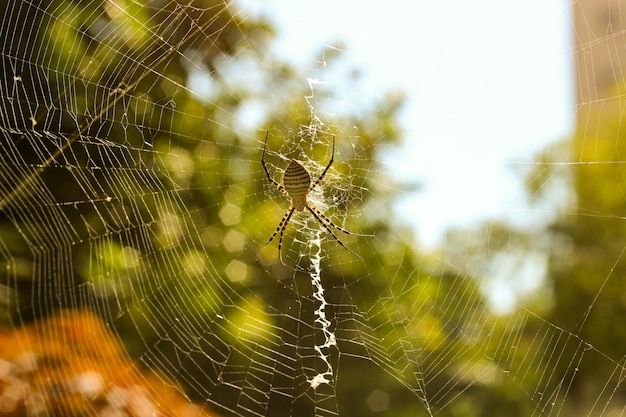 Close-up de uma aranha na teia