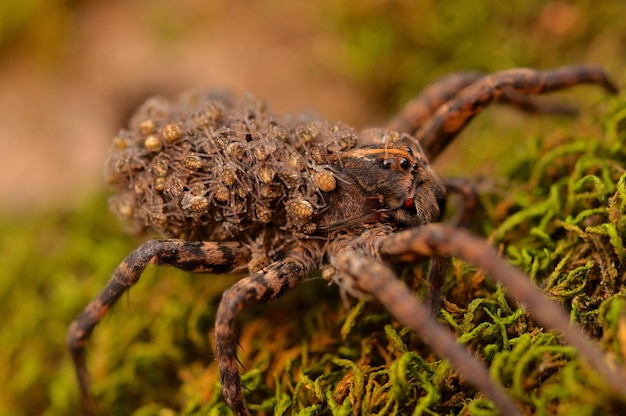 Close-up de uma aranha na teia