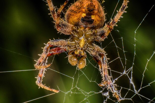 Foto close-up de uma aranha na teia