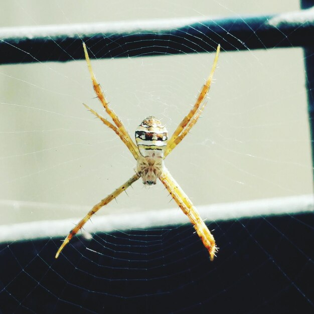 Foto close-up de uma aranha na teia