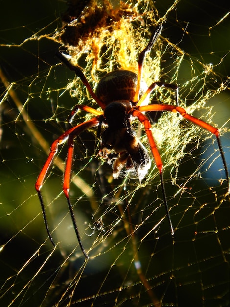 Foto close-up de uma aranha na teia