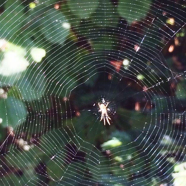 Foto close-up de uma aranha na teia