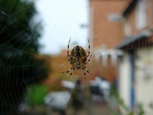 Foto close-up de uma aranha na teia