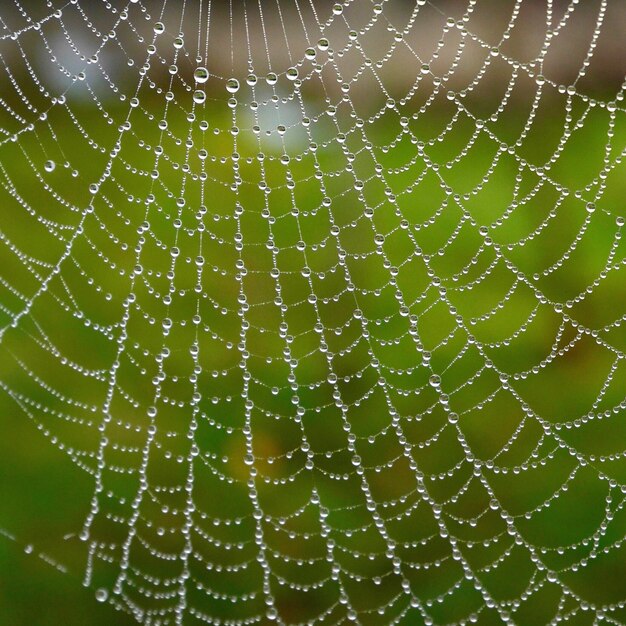 Foto close-up de uma aranha na teia