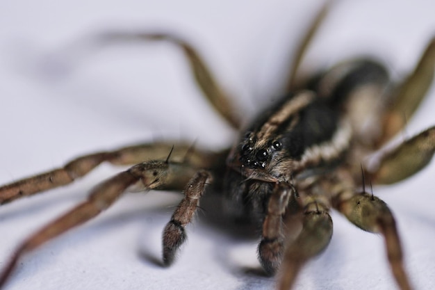 Close-up de uma aranha saltadora
