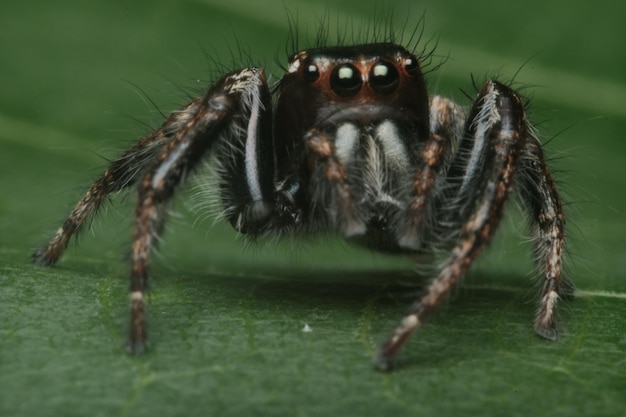 Foto close-up de uma aranha