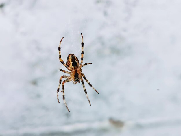 Foto close-up de uma aranha