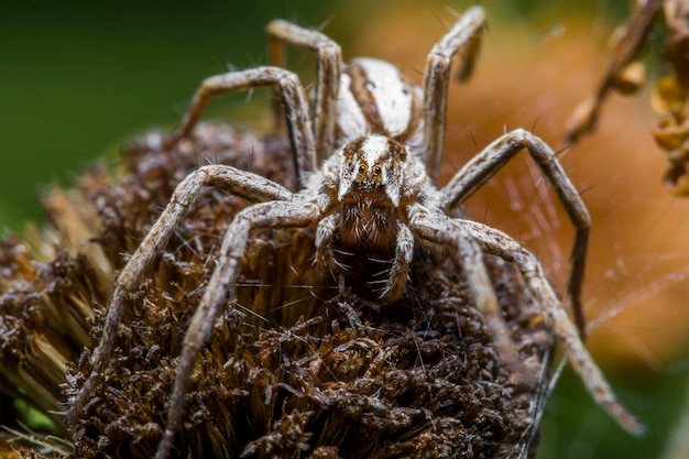 Foto close-up de uma aranha