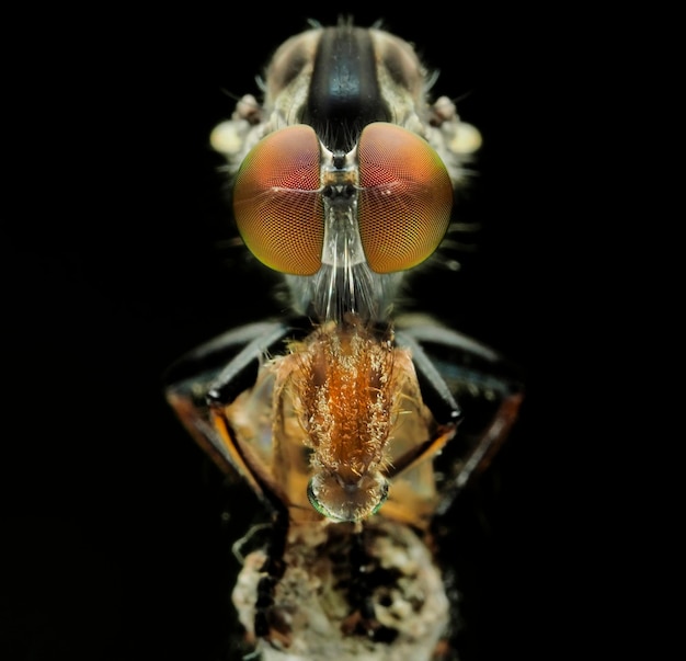 Foto close-up de uma aranha