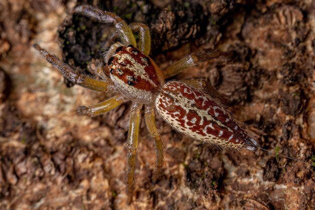 Foto close-up de uma aranha